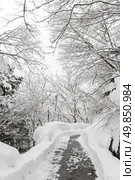 Beautiful Snowfall winter landscape with snow covered trees. Стоковое фото, агентство Ingram Publishing / Фотобанк Лори