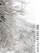 Beautiful Snowfall winter landscape with snow covered trees. Стоковое фото, агентство Ingram Publishing / Фотобанк Лори