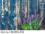Lavender. Стоковое фото, агентство Ingram Publishing / Фотобанк Лори