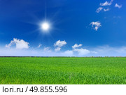 Wheat field. Стоковое фото, агентство Ingram Publishing / Фотобанк Лори