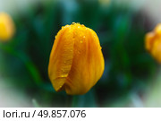Жёлтый тюльпан с каплями росы на фоне зелёной листвы. Стоковое фото, фотограф Андрей Конев / Фотобанк Лори