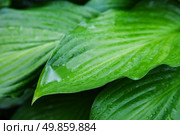 leaves of beautiful plant hosts with drops of rain. background outdoors. Стоковое фото, агентство Ingram Publishing / Фотобанк Лори