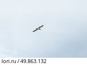 Сизая чайка (лат. - Larus canus) летит по облачному серому небу, вид снизу. Стоковое фото, фотограф Алексей Винников / Фотобанк Лори