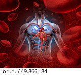 Human heart circulation cardiovascular system with anatomy from a healthy body on a background with blood cells as a medical health care symbol of an inner vascular organ as a medical health care concept. Стоковое фото, агентство Ingram Publishing / Фотобанк Лори