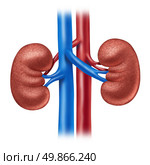Human kidneys with red and blue arteries as a medical illustration of the inside anatomy of the urinary system as a diagram on with a white background. Стоковое фото, агентство Ingram Publishing / Фотобанк Лори