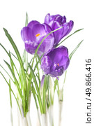 crocus bouquet isolated on white. Стоковое фото, агентство Ingram Publishing / Фотобанк Лори