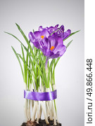 crocus bouquet. Стоковое фото, агентство Ingram Publishing / Фотобанк Лори