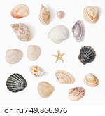 various color shell isolated on white. Стоковое фото, агентство Ingram Publishing / Фотобанк Лори
