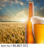 Glass of beer and bottle against wheat field and sunset. Стоковое фото, агентство Ingram Publishing / Фотобанк Лори