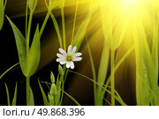 sunny small white camomile. Стоковое фото, агентство Ingram Publishing / Фотобанк Лори