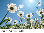 white chamomiles against blue sky. Стоковое фото, агентство Ingram Publishing / Фотобанк Лори