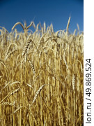 Field of gold wheat and blue sky. Стоковое фото, агентство Ingram Publishing / Фотобанк Лори