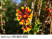 Многолетний  цветок Гайлардия (Gaillardia), осенний сад, октябрь. Волгоградская область, Россия. Стоковое фото, фотограф Андрей Цыганков / Фотобанк Лори