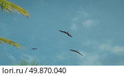 Magnificent Frigatebirds birds flying in the blue sky above palm trees near the beach along coast of the Yucatan Peninsula Mexico. Стоковое видео, видеограф Igor Tichonow / Фотобанк Лори