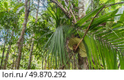 A tiny tarsier Tarsius syrichta lurked in the afternoon on a branch under a large green leaf. The huge eyes are open. The background is tree trunks, palm leaves. Philippines. Bohol. (2024 год). Стоковое фото, фотограф Вера Ивановна Кубарева / Фотобанк Лори