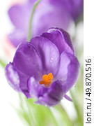 crocus bouquet isolated on white, shallow dof. Стоковое фото, агентство Ingram Publishing / Фотобанк Лори
