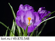 crocus bouquet with water drops isolated on black. Стоковое фото, агентство Ingram Publishing / Фотобанк Лори