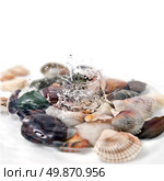 water splash with various color shells isolated on white. Стоковое фото, агентство Ingram Publishing / Фотобанк Лори