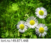 white chamomiles with green grass. Стоковое фото, агентство Ingram Publishing / Фотобанк Лори