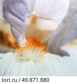 beautiful iris flower close-up. Macro. Стоковое фото, агентство Ingram Publishing / Фотобанк Лори