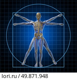 Vitruvian human skeleton man and body with as a frontal Leonardo Da Vinci like anatomy pose for health care and medicine icon on a black background. Стоковое фото, агентство Ingram Publishing / Фотобанк Лори