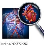 Anatomy of the human heart as a focus and magnification of the circulation and cardiovascular system from a healthy body as a medical health care symbol of an inner vascular organ as a medical diagram. Стоковое фото, агентство Ingram Publishing / Фотобанк Лори