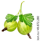 Two gooseberries isolated on a white background. Стоковое фото, агентство Ingram Publishing / Фотобанк Лори