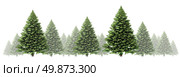 Pine tree winter border design with a group of green Christmas trees on a white background as a festive evergreen forest element with fog and snow for the holiday season including New Year. Стоковое фото, агентство Ingram Publishing / Фотобанк Лори