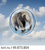 Power of possibilities concept with a realistic elephant lifted in the air in a bubble sphere as a business symbol of achievement and elevation in abilities to succeed in upward growth. Стоковое фото, агентство Ingram Publishing / Фотобанк Лори
