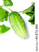 green cucumber on a white background. Стоковое фото, агентство Ingram Publishing / Фотобанк Лори