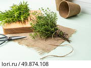 Bunches of rosemary and thyme with old-fashioned scissors. Wood table background. Стоковое фото, агентство Ingram Publishing / Фотобанк Лори
