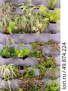 Beautiful vertical garden with plants on eco friendly textile texture. Стоковое фото, агентство Ingram Publishing / Фотобанк Лори