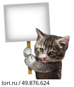Cat holding a blank card sign as a cute kitten feline with a smiling happy expression supporting and communicating a message pertaining to pet care on an isolated white background. Стоковое фото, агентство Ingram Publishing / Фотобанк Лори