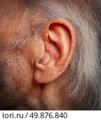 Aging hearing loss with an elderly ear close up of an old man with grey hair as a health care medical concept of losing the ability and human sense of hearing due to age and disease. Стоковое фото, агентство Ingram Publishing / Фотобанк Лори