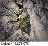 Cicada or Cicala bug climbing a tree trunk after a long hibernation underground as a symbol of nature and entomology education for information on large bugs. Стоковое фото, агентство Ingram Publishing / Фотобанк Лори