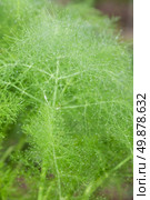 beautiful feathery green leaves of fennel. abstract background. Стоковое фото, агентство Ingram Publishing / Фотобанк Лори