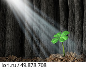 Discover opportunity and prosperity finding success as a business concept with a green four leaf clover growing in a dark forest helped by beams of bright sunlight shinning on the symbol and icon of fortune and luck. Стоковое фото, агентство Ingram Publishing / Фотобанк Лори