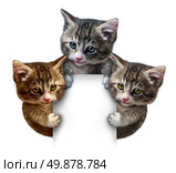 Cat or kitten group around a blank vertical card sign holding the framed message board as cute felines with smiling happy expressions supporting and communicating pet health care and  animal welfare. Стоковое фото, агентство Ingram Publishing / Фотобанк Лори