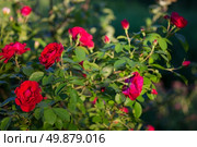 beautiful bush delicate red roses. background. Стоковое фото, агентство Ingram Publishing / Фотобанк Лори