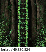 Growth Ladder and a symbol of a new growing steps to success business concept as a group of green vines in a thick forest coming together to form a upward path as an opportunity for freedom and conquering challenges. Стоковое фото, агентство Ingram Publishing / Фотобанк Лори
