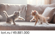Two lively kittens engage in playful antics on the couch, pouncing, chasing, and swatting at each other with boundless energy. Стоковое AI-изображение, AI-художник Данила Большаков / Фотобанк Лори