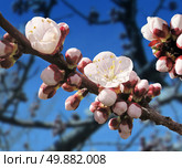 Spring blossom with an apricot tree budding flower as a botanical symbol of the renewal of nature. Стоковое фото, агентство Ingram Publishing / Фотобанк Лори