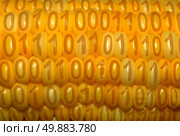 Digital food concept as a close up of a corn cob with binary code on each of the kernels as a symbol of genetically modified nutrition technology and agriculture crop information. Стоковое фото, агентство Ingram Publishing / Фотобанк Лори