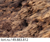 Old damaged wood as a symbol of aging decay or termite insect damage as a tree rotting with holes and tunnels weathered by natural elements inas a close up. Стоковое фото, агентство Ingram Publishing / Фотобанк Лори