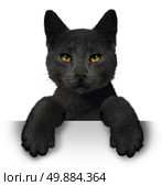 Black cat as a symbol for superstition and an animal with a horizontal blank sign representing halloween announcement made by a pet belonging to a witch. Стоковое фото, агентство Ingram Publishing / Фотобанк Лори