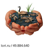 Environment protection and environmental conservation concept as a pair of human hands holding a family of geese on the water as an ecology symbol of the fragility of fauna due to to shrinking habitat. Стоковое фото, агентство Ingram Publishing / Фотобанк Лори