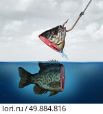 Disappointing profit business concept as a partial fish head on a hook with tehe rest of its body still in the water as a symbol for false promise and underperformance. Стоковое фото, агентство Ingram Publishing / Фотобанк Лори