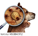 Pet Tick as a group of dog and cat ticks in the fur as a close up magnifcation of a female parasite engored with blood from the host as a veterninary health care symbol for dangerous disease causing insect pests. Стоковое фото, агентство Ingram Publishing / Фотобанк Лори