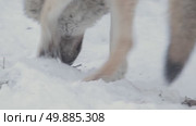 Волк серый, животные едят яблоки в снегу, Canis lupus. Стоковое видео, видеограф Дмитрий Якубович / Фотобанк Лори