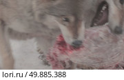 Волк серый, животное грызёт мясо, звери разрывают добычу, Canis lupus. Стоковое видео, видеограф Дмитрий Якубович / Фотобанк Лори